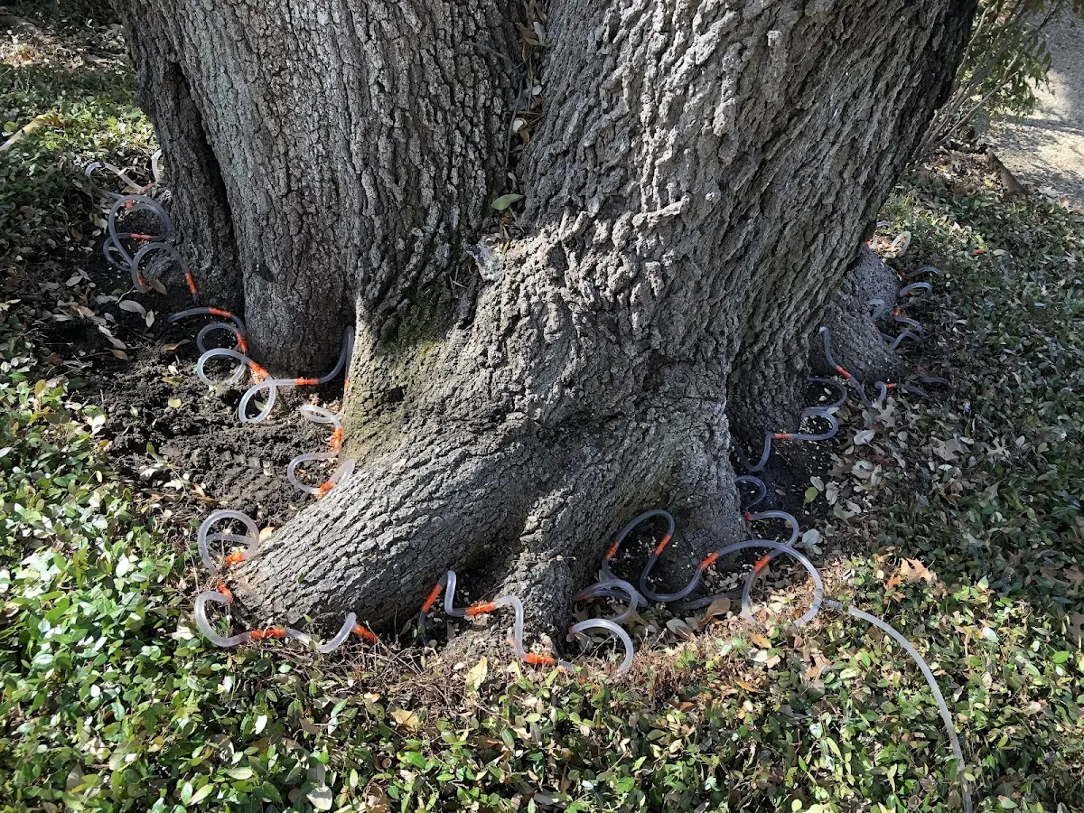 Detailed Tree Cabling and Bracing job site in Pegram