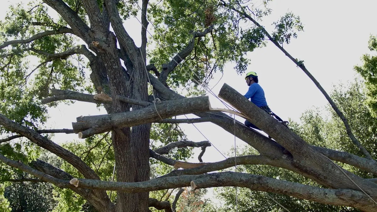 Professional Crown Thinning performed by certified arborists in Pegram